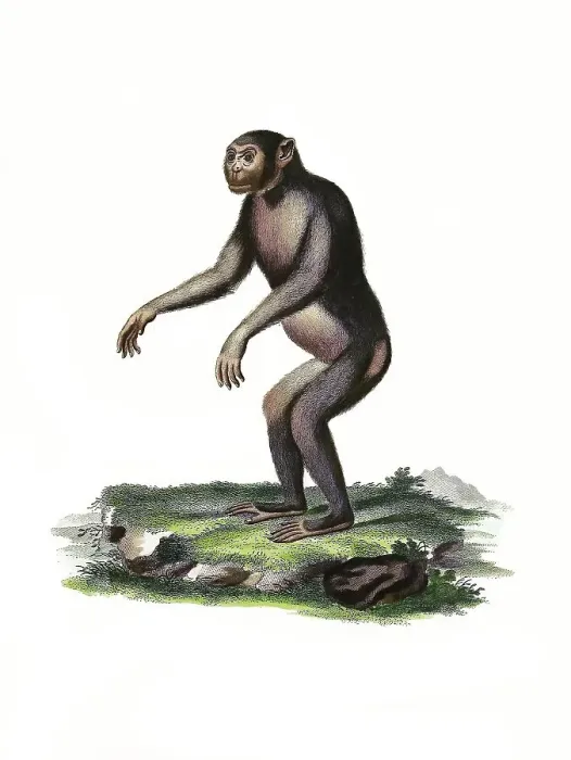 Framed Print : Mammals, Chimpanzee, Simia troglodytes (Pan troglodytes) Framed Print : Mammals, Chimpanzee, Simia troglodytes (Pan troglodytes)