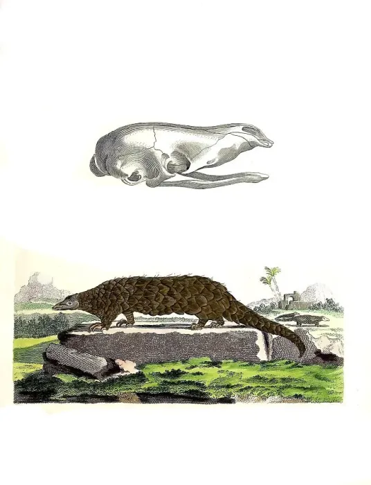Framed Print : Mammals, Chinese pangolin (Manis pentadactyla)