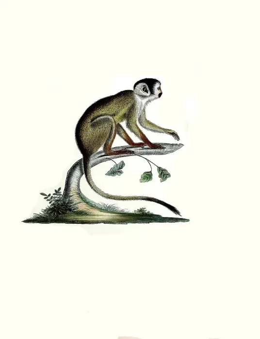 Framed Print : Mammals, Dark squirrel monkey or Vanzolini squirrel monkey