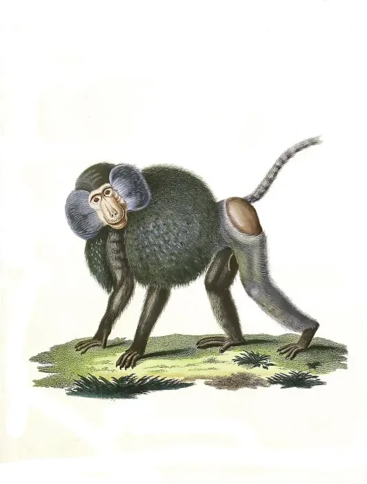 Framed Print : Mammals (hamadryas) baboon (Papio hamadryas)