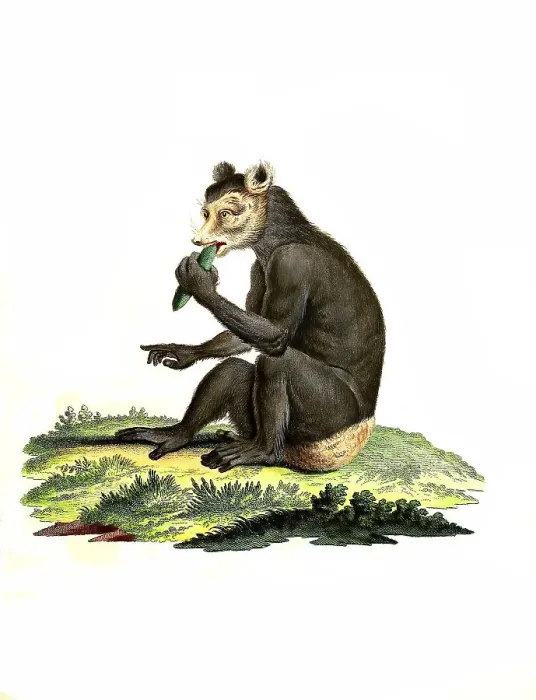 Framed Print : Mammals, The Indri (Indri indri) is a species of primate from the Indri family