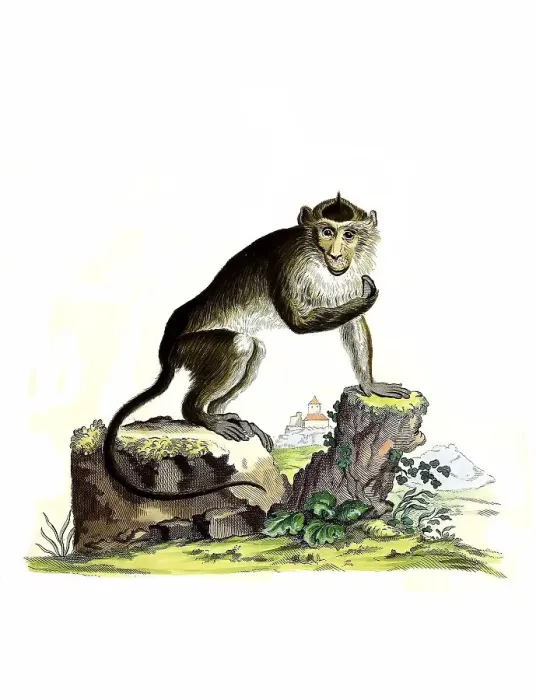 Framed Print : Mammals, Javanese monkey, crab-eating macaque (Macaca fascicularis) or crab-eater