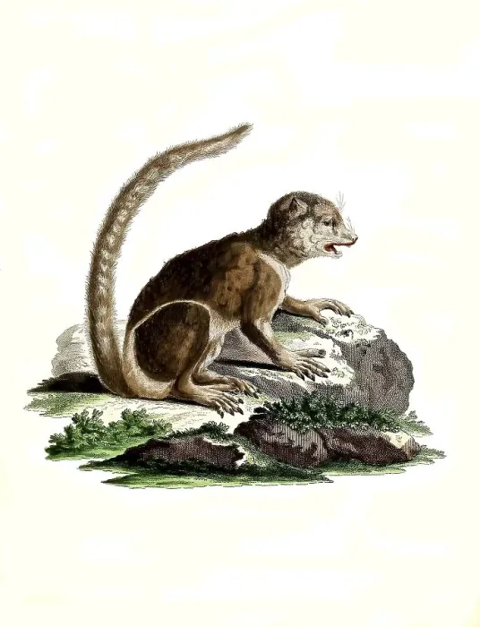 Framed Print : Mammals, Lemur, eastern woolly lemur (lanatus)