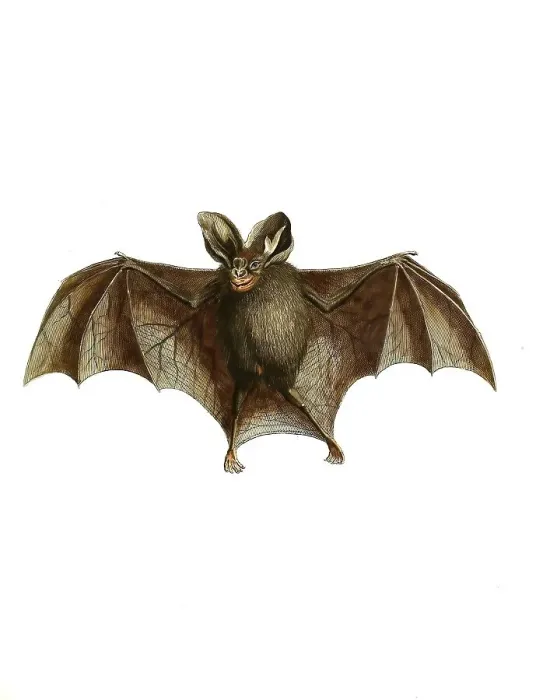 Framed Print : Mammals, Malayan or Lesser False Vampire Framed Print : Mammals, Malayan or Lesser False Vampire