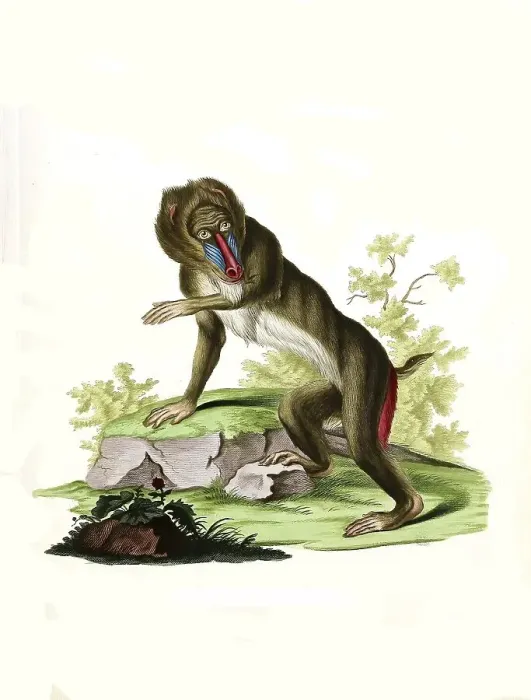 Framed Print : Mammals, mandrill, mandrillus Sphinx Framed Print : Mammals, mandrill, mandrillus Sphinx