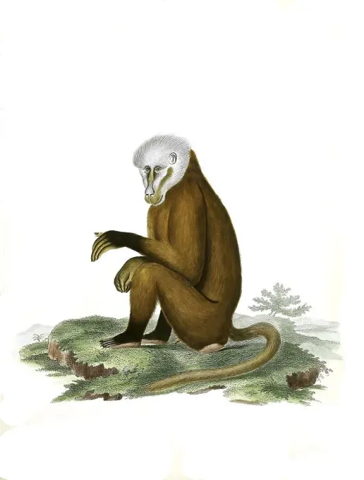 Framed Print : Mammals, Monkey, Simia geron, Historical