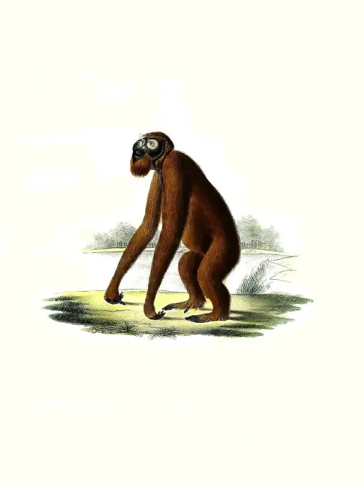 Framed Print : Mammals, Orangutan (Pongo pygmaeus)