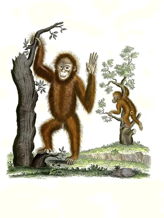 Framed Print : Mammals, Two orangutans climbing trees