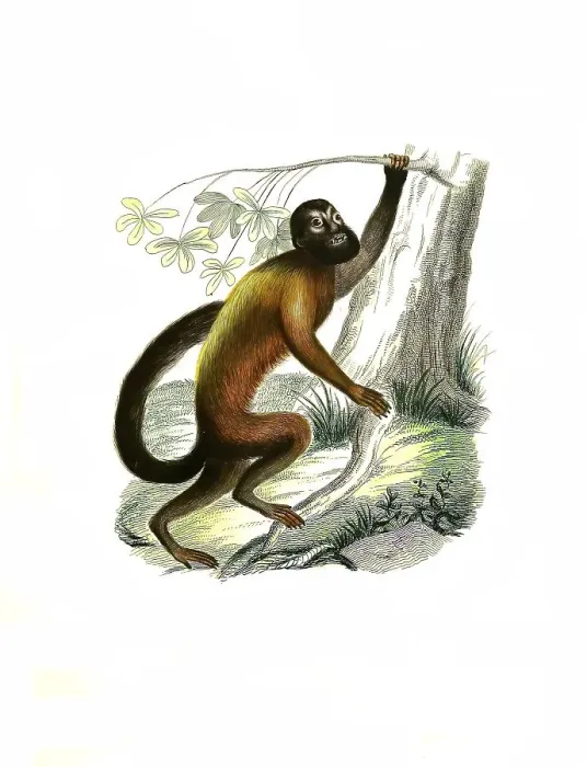 Framed Print : Mammals, Pithecia israelita, red-backed bearded saki (Chiropotes chiropotes) Framed Print : Mammals, Pithecia israelita, red-backed bearded saki (Chiropotes chiropotes)