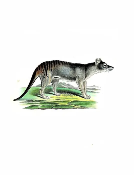 Framed Print : Mammals, Pouched wolf, thylacine (Thylacinus cynocephalus)