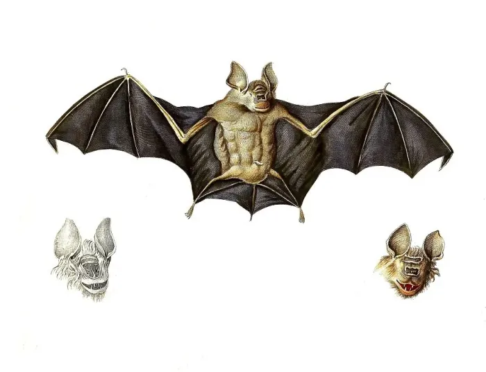 Framed Print : Mammals, Schneider's leaf-nosed bat or Schneider's roundleaf bat Framed Print : Mammals, Schneider's leaf-nosed bat or Schneider's roundleaf bat