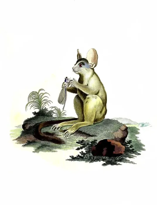 Framed Print : Mammals, senegal bushbaby (Galago senegalensis)