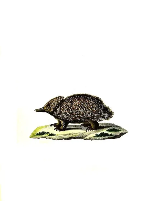 Framed Print : Mammals, short-billed echidna, Tachyglossus aculcatus