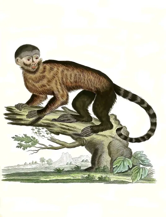 Framed Print : Mammals, Simia apella, capuchin monkey