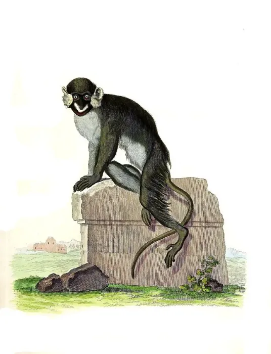 Framed Print : Mammals, Simia (cephus), Blue guenon
