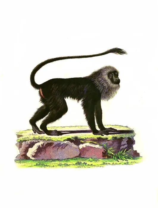 Framed Print : Mammals, Simia leonina, Brown-backed tamarin