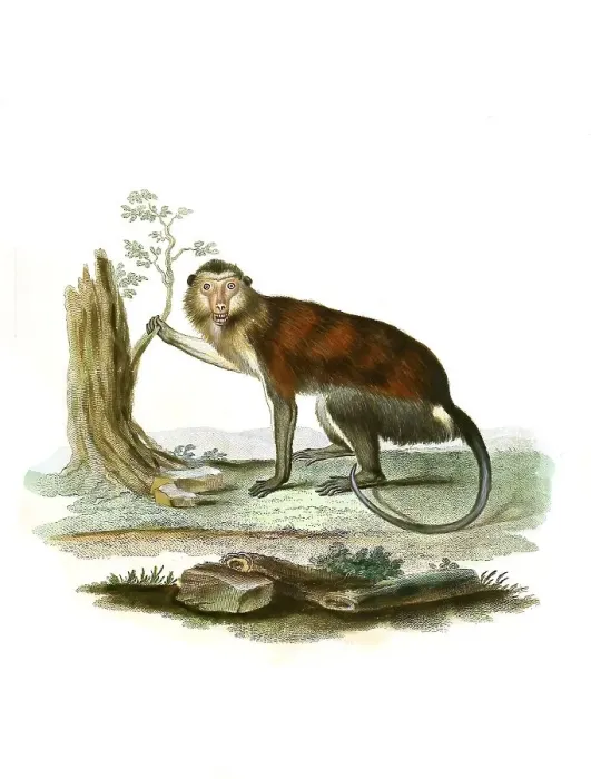 Framed Print : Mammals, Simia mona, Mona monkey (Cercopithecus mona)