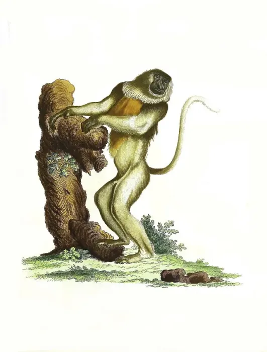 Framed Print : Mammals, Simia nasica, long-nosed monkey