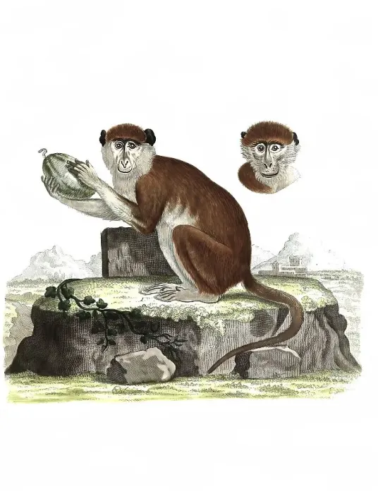 Framed Print : Mammals, Simia patas, Hussar monkey is a primate species from the genus group of the guenons Framed Print : Mammals, Simia patas, Hussar monkey is a primate species from the genus group of the guenons