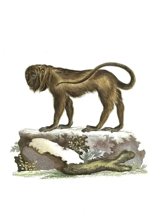 Framed Print : Mammals, Simia seniculus, Red howler monkey