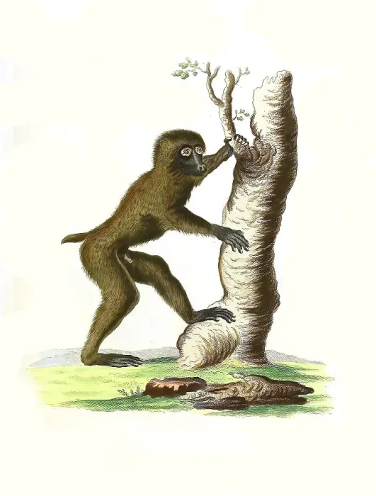 Framed Print : Mammals, Simia silvestris, Drill Framed Print : Mammals, Simia silvestris, Drill