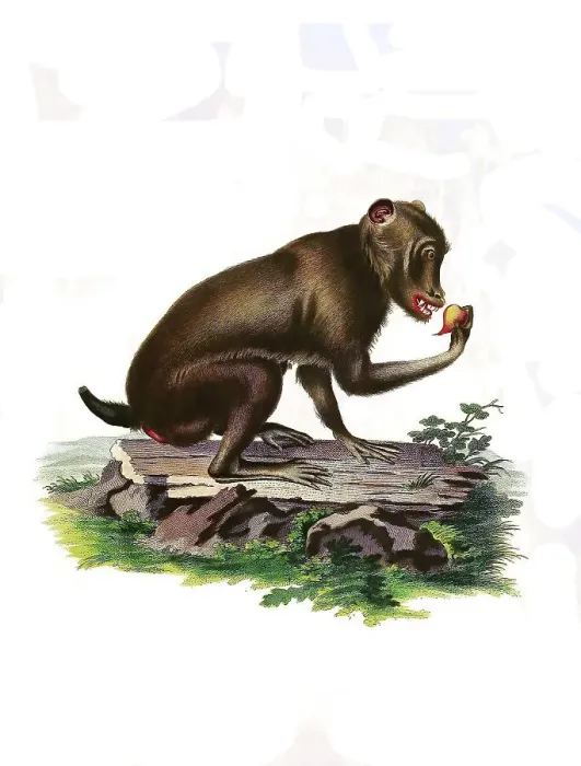 Framed Print : Mammals, Simia sphingiola, Baboon