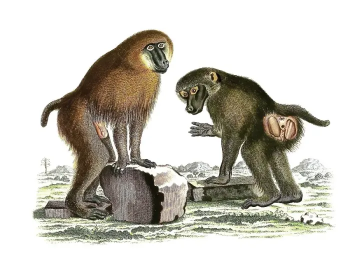 Framed Print : Mammals, Simia sphinx, Mandrill (Mandrillus sphinx)