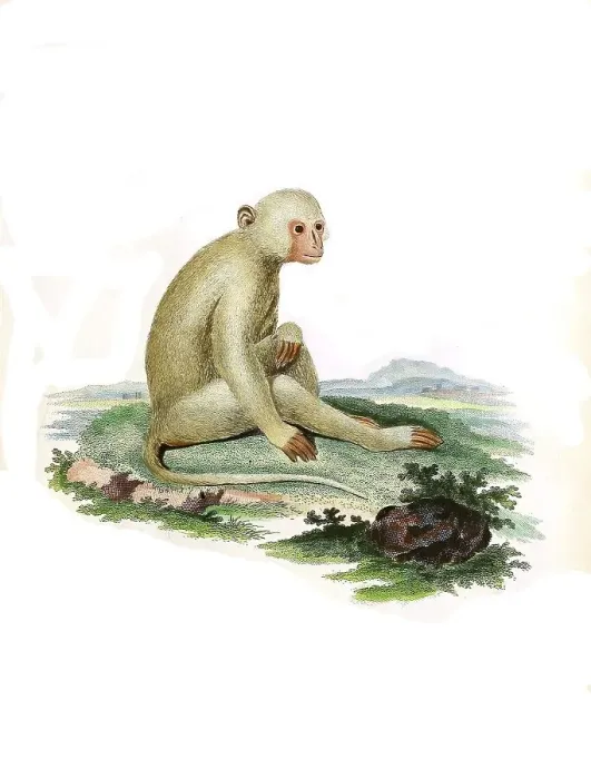 Framed Print : Mammals, sooty mangabey (Cercocebus atys)
