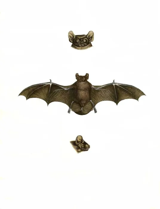Framed Print : Mammals, soprano pipistrelle (Pipistrellus pygmaeus)