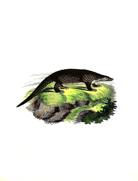 Framed Print : Mammals, sunda pangolin (Manis javanica) Framed Print : Mammals, sunda pangolin (Manis javanica)