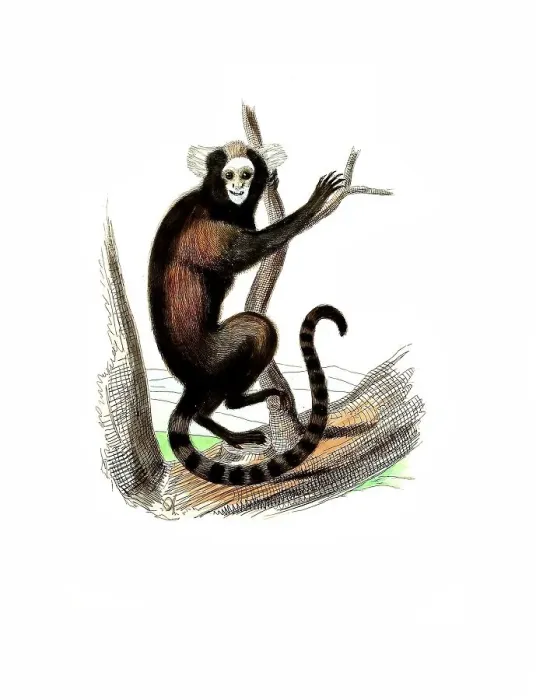 Framed Print : Mammals, Yellow-bored tufted monkey (Callithrix aurita)