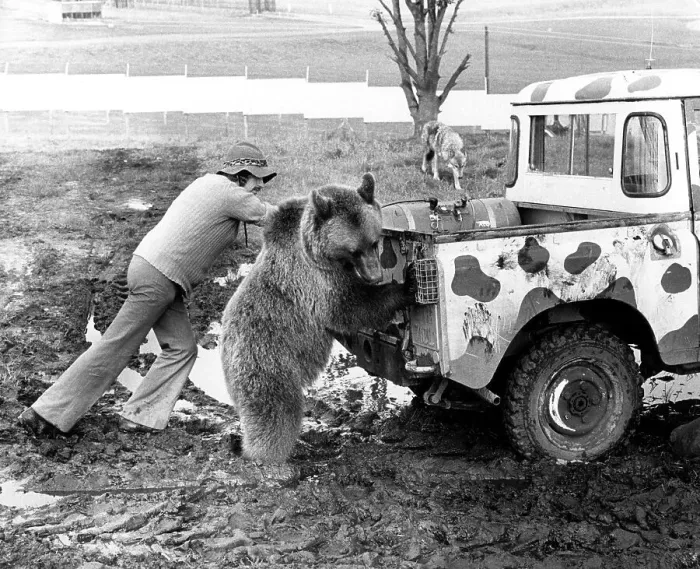 Framed Print : Man and bear push Jeep on, England, Great Britain Framed Print : Man and bear push Jeep on, England, Great Britain