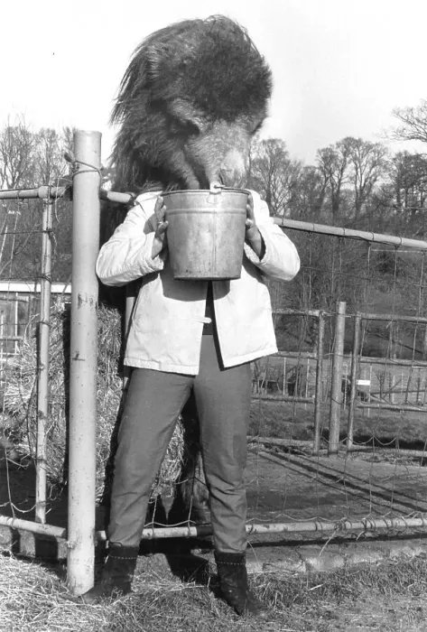 Framed Print : Man with a camel head, England, Great Britain Framed Print : Man with a camel head, England, Great Britain