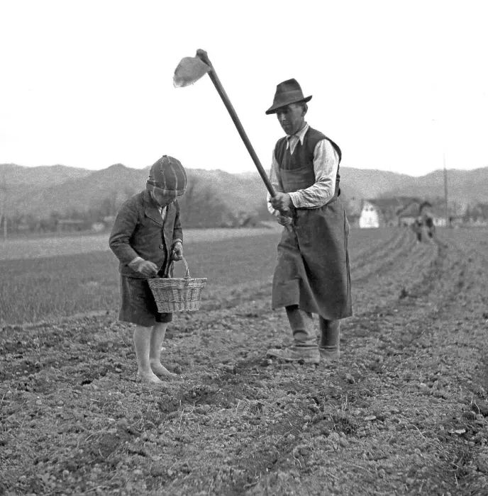 Framed Print : Man and child harvest soil crops on a field Framed Print : Man and child harvest soil crops on a field