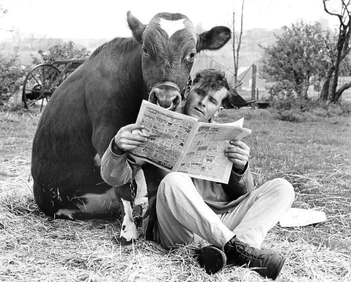 Framed Print : Man and cow read newspaper, England, Great Britain