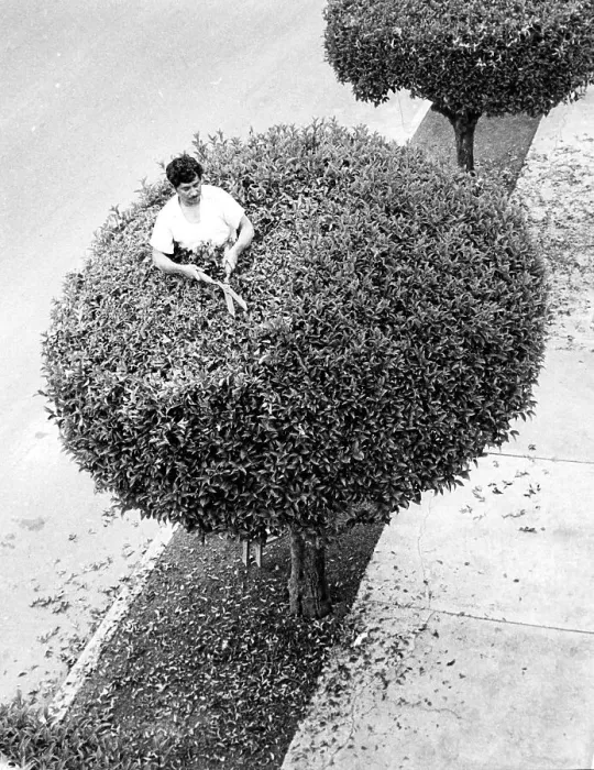 Framed Print : Man Cuts Tree, Mexico City, Mexico
