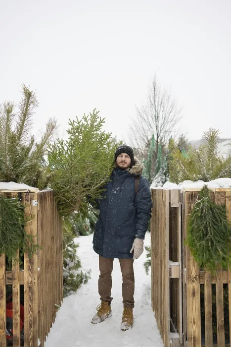 Framed Print : A man dressed warmly in a blue coat and gloves holds a fresh Christmas fir Snowflakes fall gently