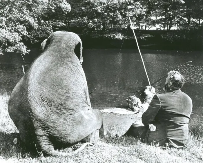 Framed Print : Man and elephant fishing, England, Great Britain