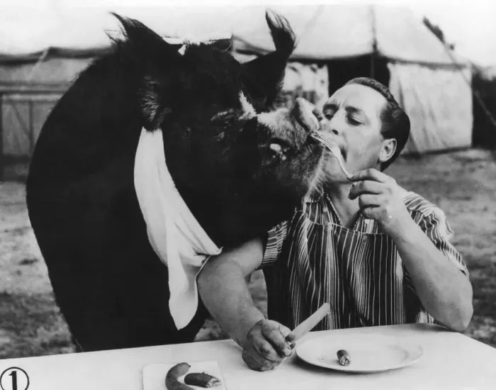 Framed Print : Man feeding a pig, historic picture from about 1920 Framed Print : Man feeding a pig, historic picture from about 1920