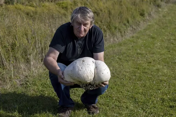 Framed Print : The man with the giant puffer (Calvatia gigantea)