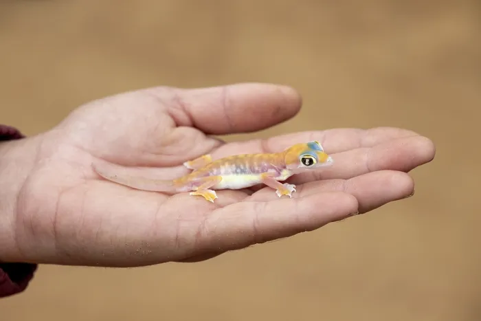 Framed Print : Man holding Palmato gecko (Pachydactylus rangei) on hand