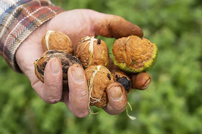 Framed Print : A man holds a whole walnut in his hands Framed Print : A man holds a whole walnut in his hands