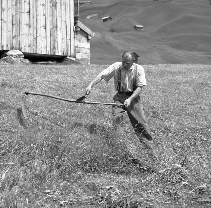 Framed Print : Man mowing cereals, wheat harvest Framed Print : Man mowing cereals, wheat harvest