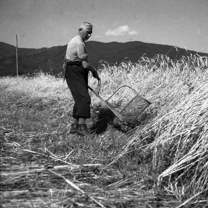 Framed Print : Man mowing grain, around Freiburg ca. 1945 to 1955