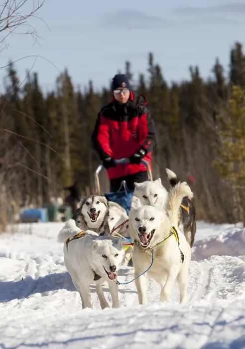 Framed Print : Man, musher running, driving a dog sled