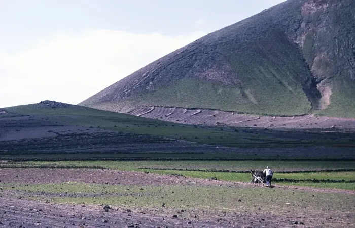 Framed Print : Man ploughing land with a donkey Subsistence farming, Lanzarote, Canary Islands, Spain 1979