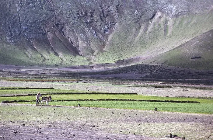 Framed Print : Man ploughing land with a donkey Subsistence farming, Lanzarote, Canary Islands, Spain 1979