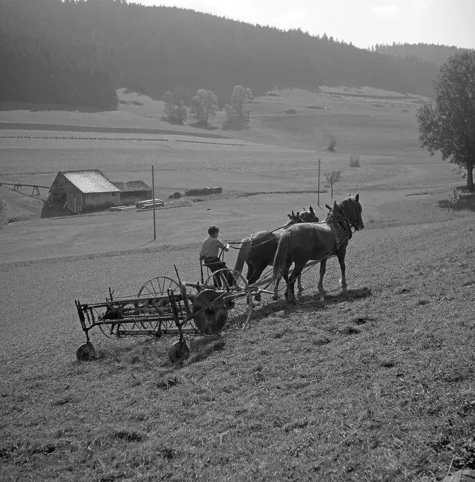 Framed Print : Man ploughs field with strained horses Framed Print : Man ploughs field with strained horses