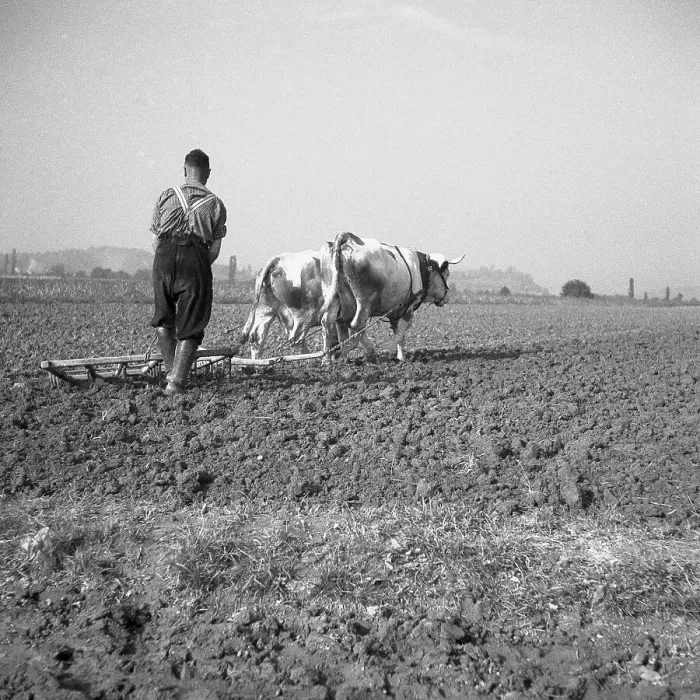 Framed Print : Man ploughs field with tense cows, ca