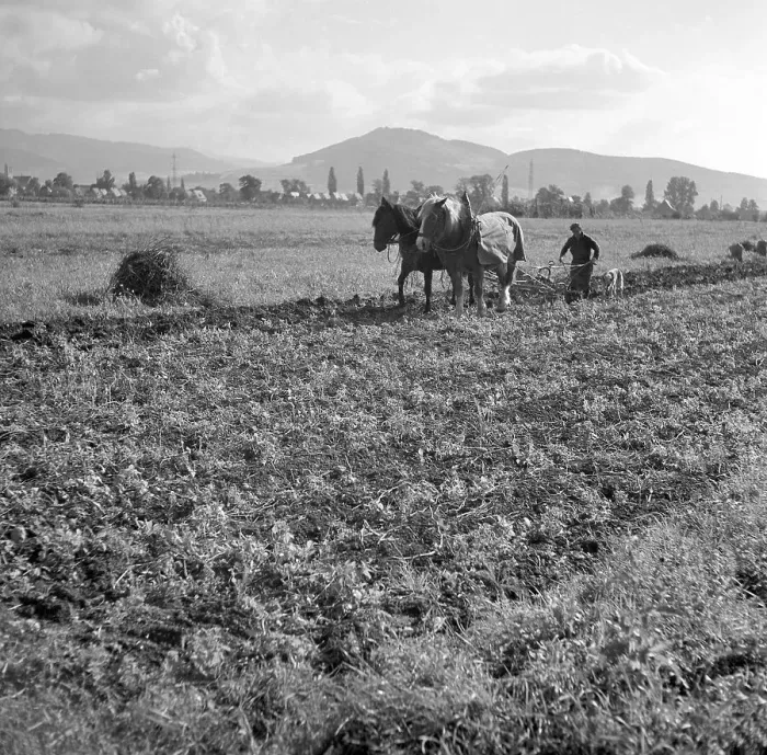 Framed Print : Man plows field with strained horses Framed Print : Man plows field with strained horses